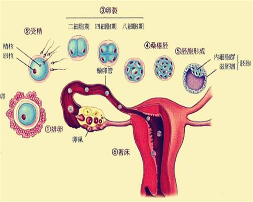 母乳性黄疸深度解析：暂停哺乳还是继续喂养？